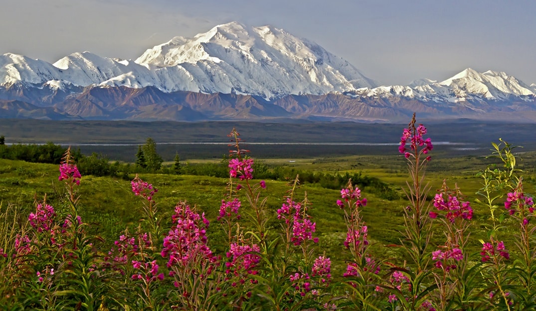 Denali National Park